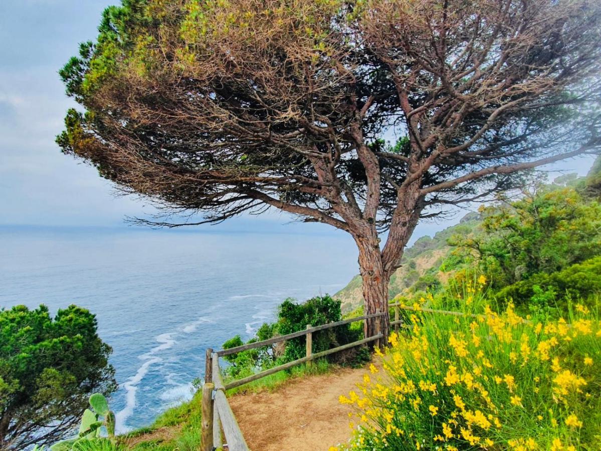 Apartamento Tossa De Mar Eksteriør billede